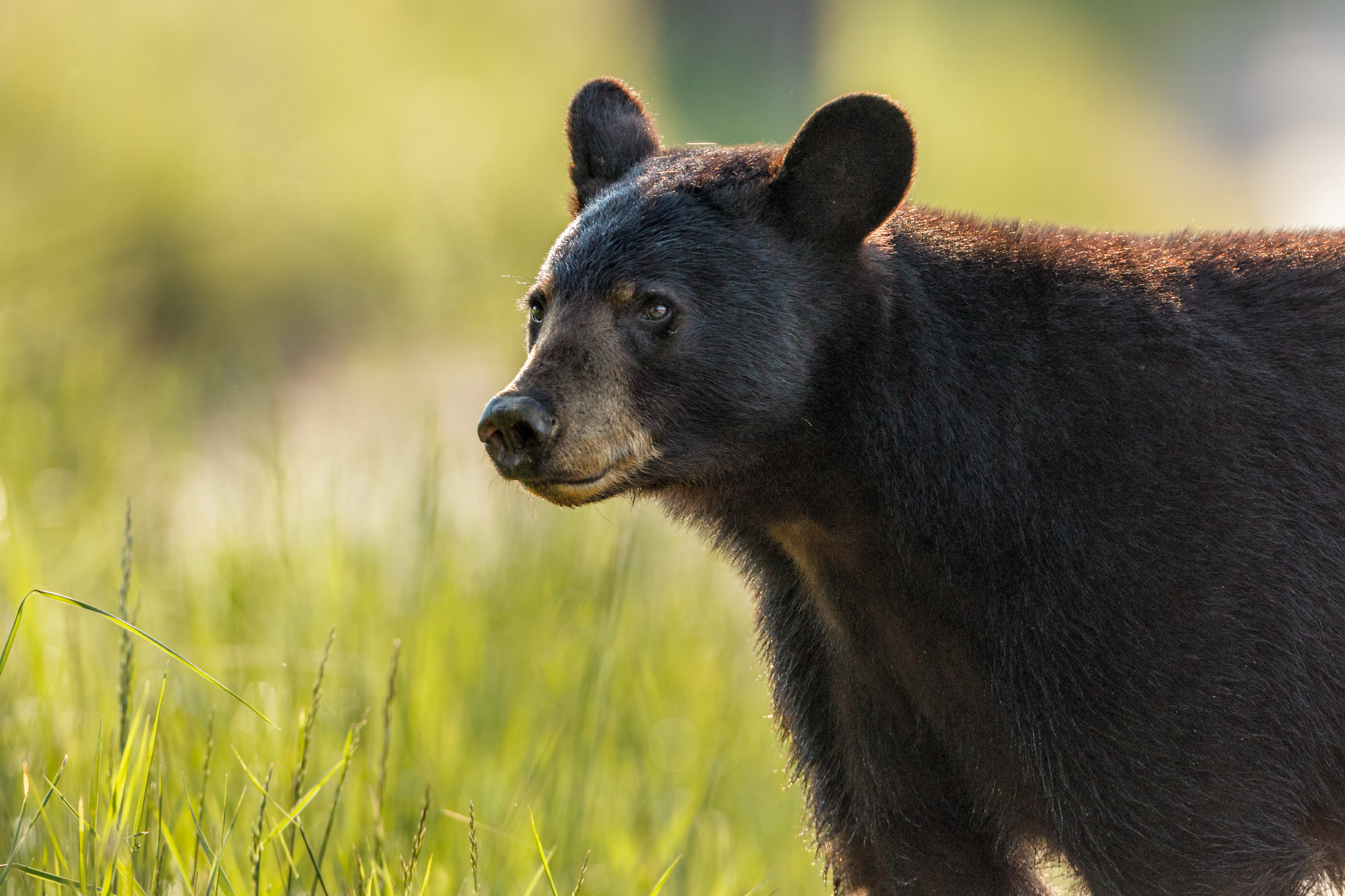 Be Bear Aware! (Webinar) – Idaho Conservation League