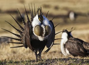 Greater Sage-Grouse Conservation