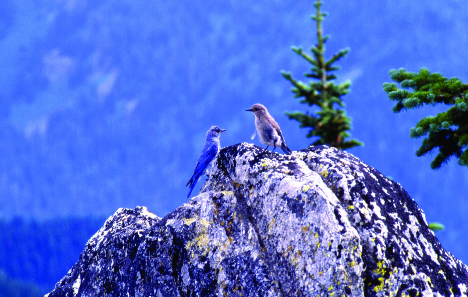 Protecting the best of Idaho: 3 standout conservation wins in 2022