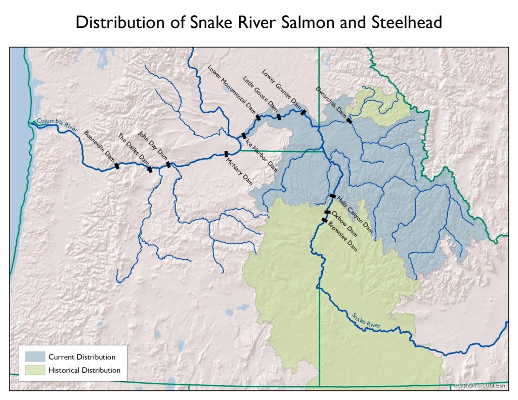 Idaho’s Salmon and Steelhead An Introduction Idaho Conservation League