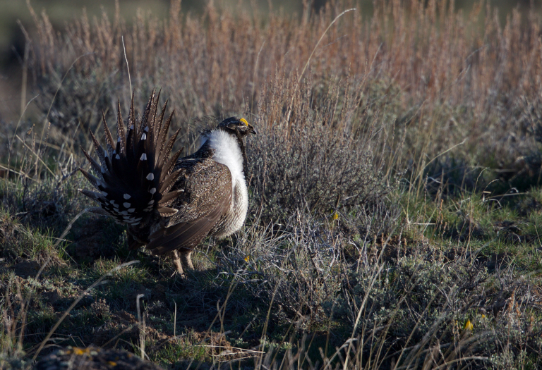 Greater Sage Grouse Idaho Conservation League