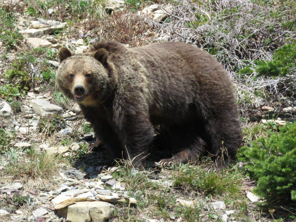 Grizzly Bear