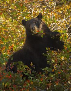 What to do if you see a bear: How to stay safe