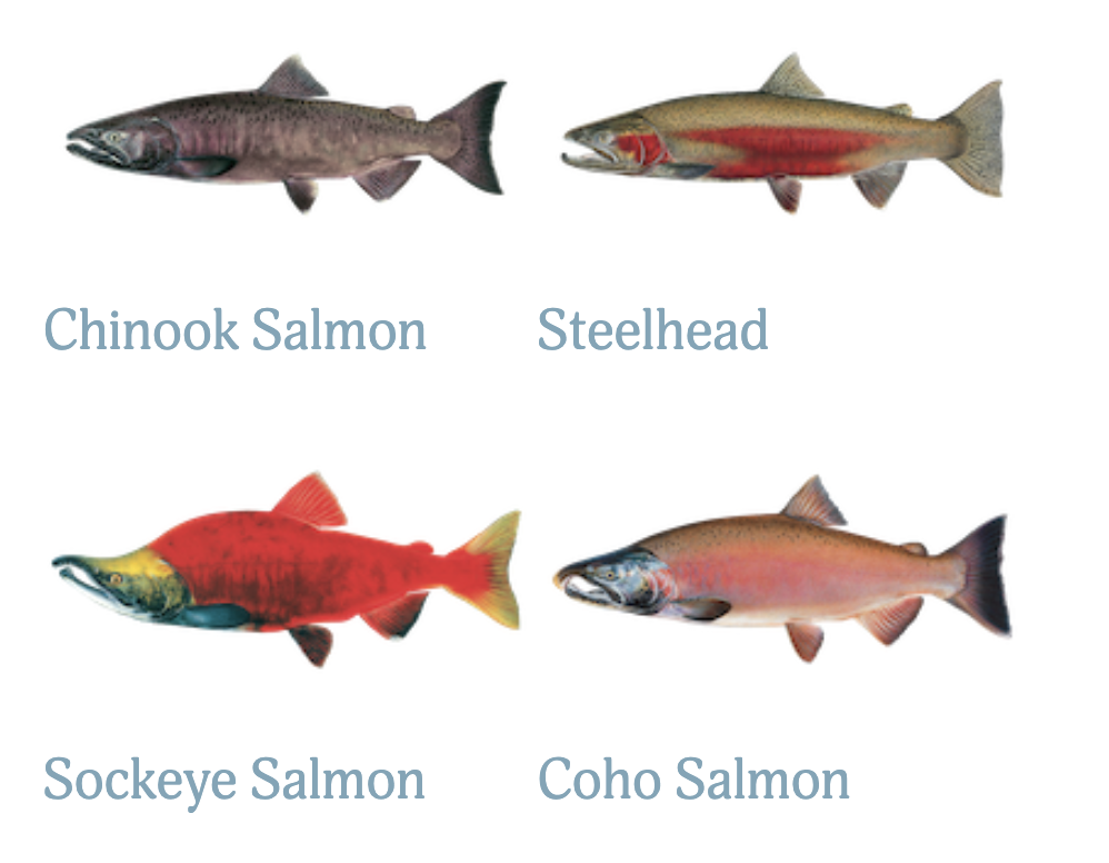 Salmon steelhead on sale