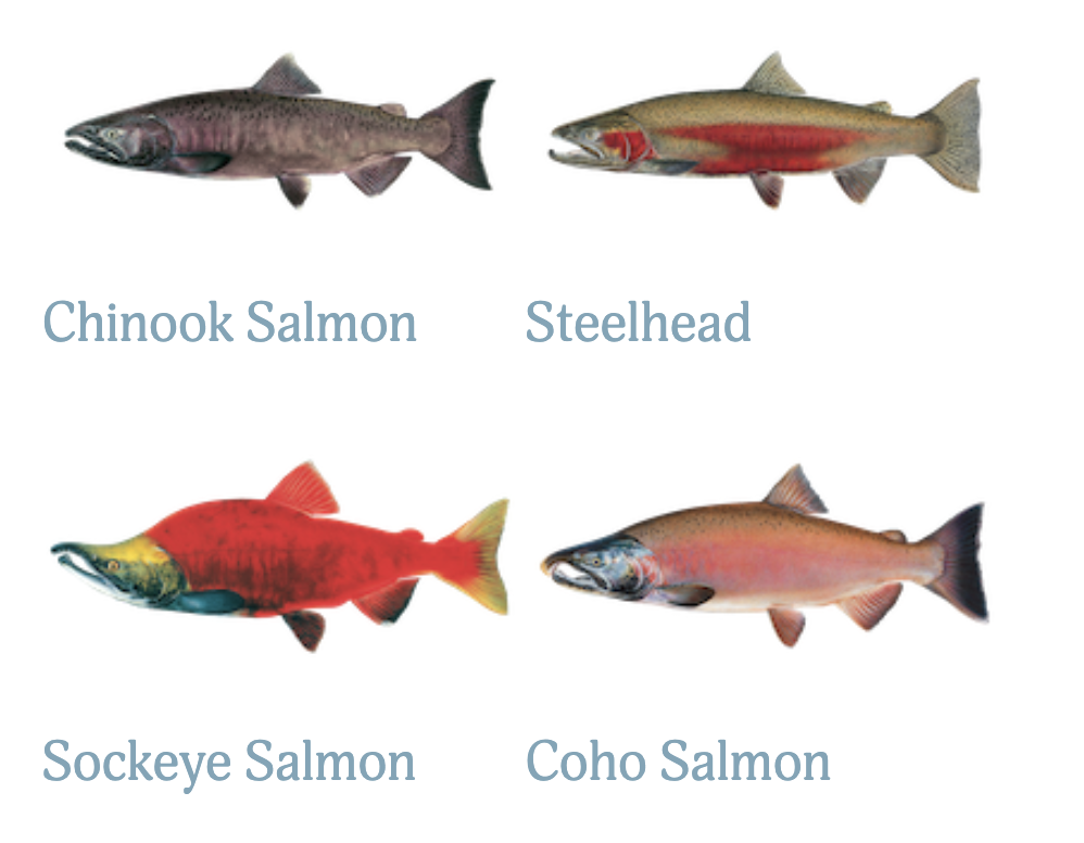 Salmon and Steelhead – Idaho Conservation League