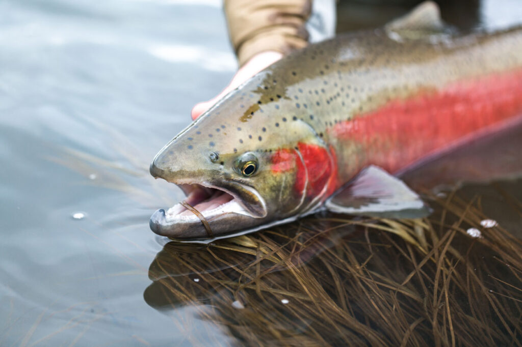 Salmon and Steelhead – Idaho Conservation League