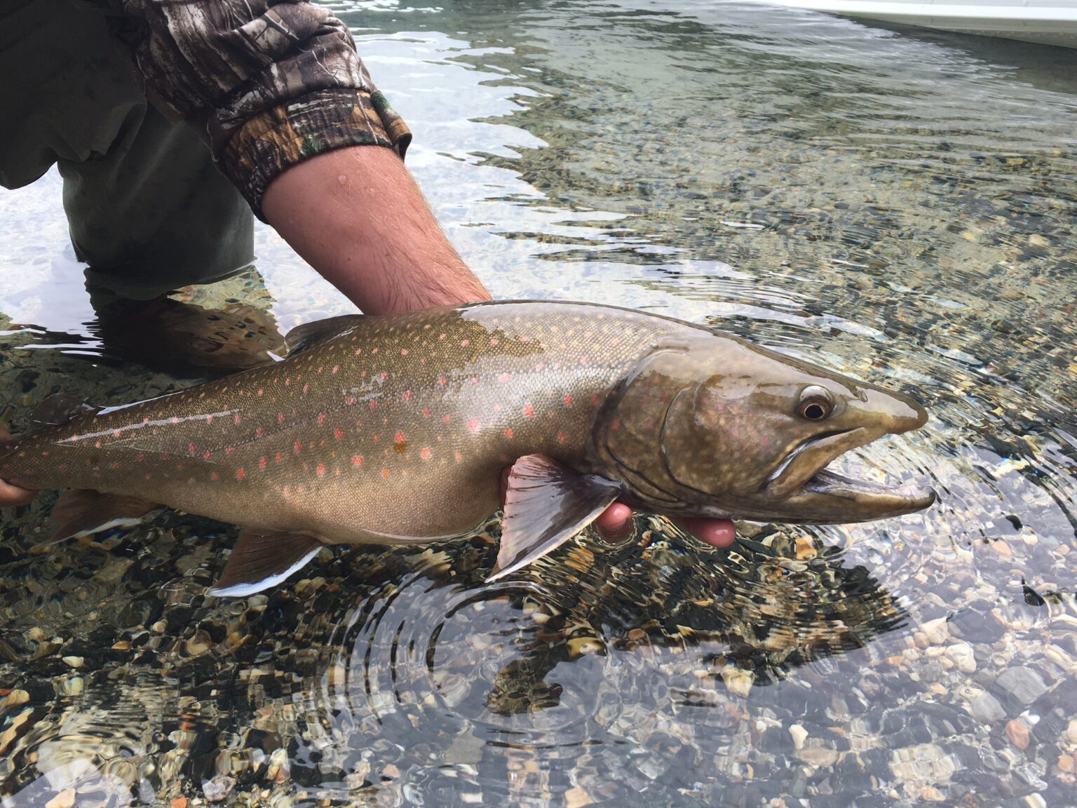 Protecting Idaho’s native fish Bull trout and Trestle Creek