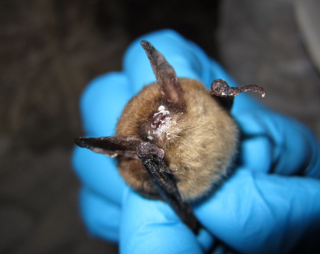 Flying under the radar Celebrating and protecting Idaho’s bats
