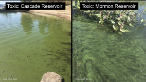 Toxic Algae: The Basics – Idaho Conservation League